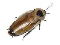 A Discoid Cockroach